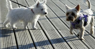 Ekspert: adopcja zwierzęcia jako prezent świąteczny to często działanie impulsywne